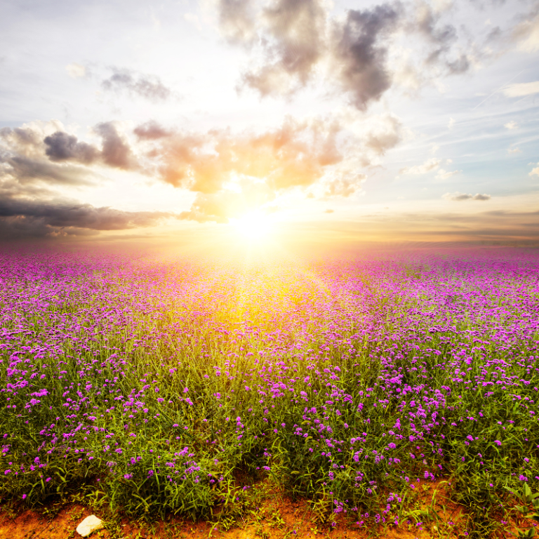 Blühendes Feld mit lila Blumen und strahlendem Sonnenuntergang am Horizont.