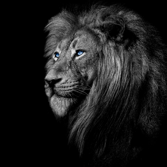 Schwarz-weißes Porträt eines Löwen mit blauen Augen und prächtiger Mähne.
